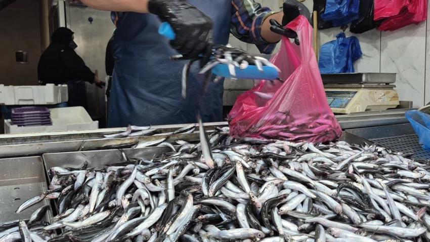 Aşırı sıcaklar denizdeki dengeleri bozdu: Palamut yok, hamsi zirvede!