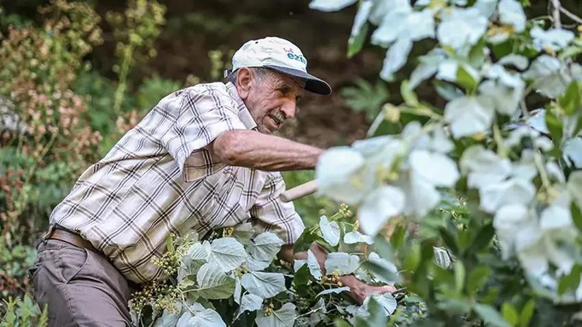 Bursa'da her ağaçtan 14 bin TL kazandırıyor: Hasat ailecek yapılıyor! Kilosu 1400 TL'den kasa kasa sipariş alıyor