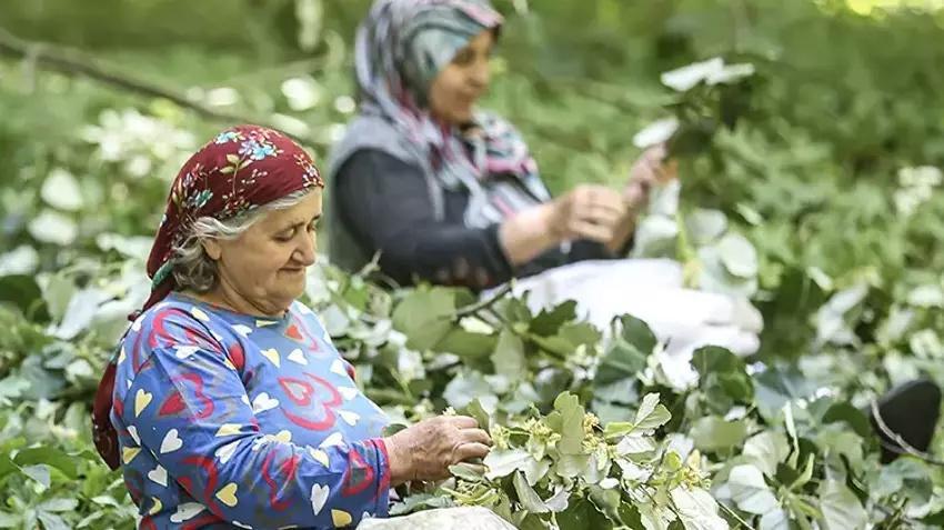 Bursa'da her ağaçtan 14 bin TL kazandırıyor: Hasat ailecek yapılıyor! Kilosu 1400 TL'den kasa kasa sipariş alıyor