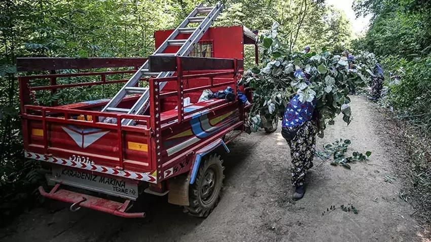 Bursa'da her ağaçtan 14 bin TL kazandırıyor: Hasat ailecek yapılıyor! Kilosu 1400 TL'den kasa kasa sipariş alıyor