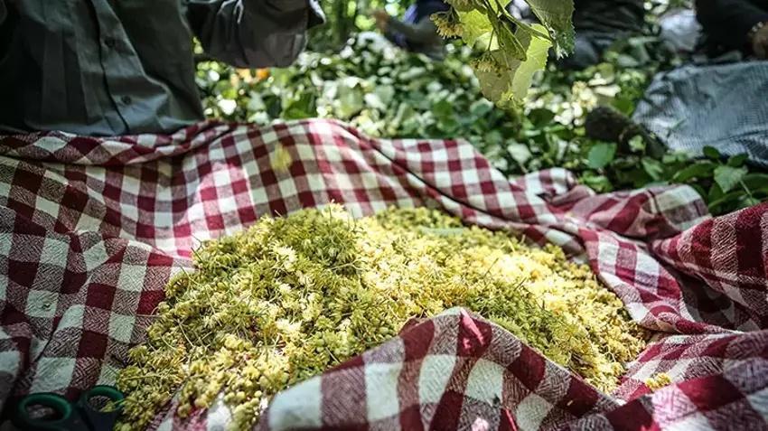 Bursa'da her ağaçtan 14 bin TL kazandırıyor: Hasat ailecek yapılıyor! Kilosu 1400 TL'den kasa kasa sipariş alıyor