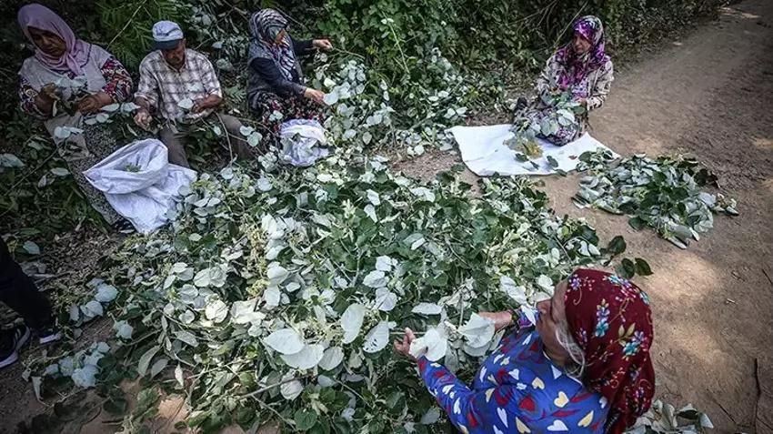 Bursa'da her ağaçtan 14 bin TL kazandırıyor: Hasat ailecek yapılıyor! Kilosu 1400 TL'den kasa kasa sipariş alıyor