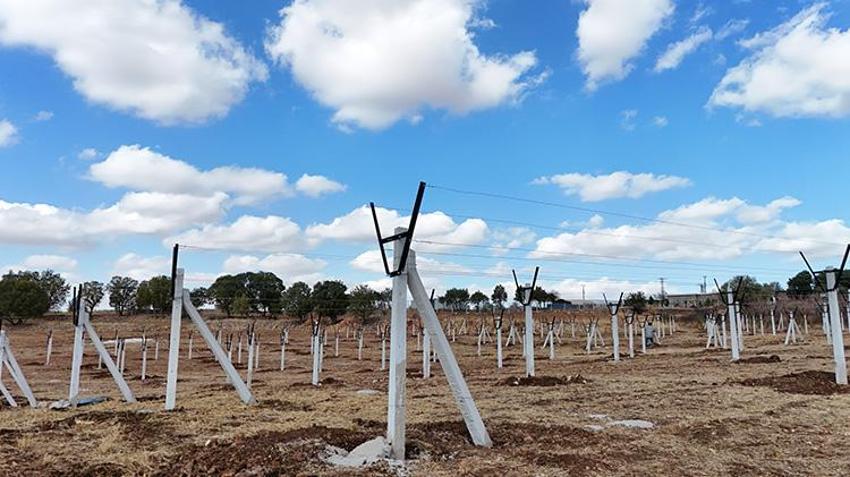 Mardin'in atıl arazilerinde yetiştiriliyor! Çiftçiye yüksek kazanç sağlayacak