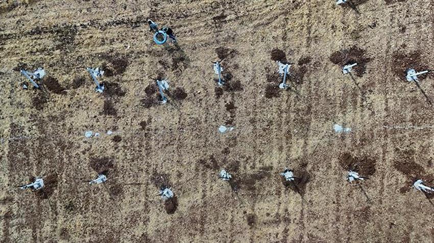 Mardin'in atıl arazilerinde yetiştiriliyor! Çiftçiye yüksek kazanç sağlayacak