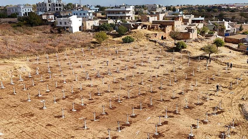 Mardin'in atıl arazilerinde yetiştiriliyor! Çiftçiye yüksek kazanç sağlayacak