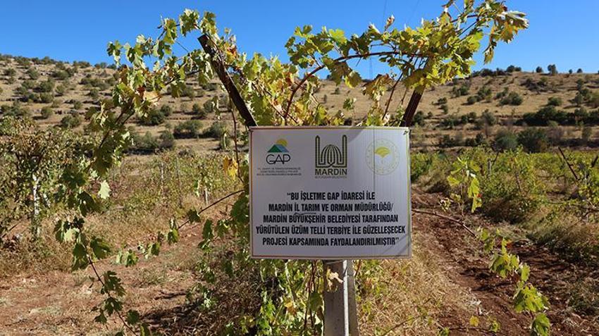 Mardin'in atıl arazilerinde yetiştiriliyor! Çiftçiye yüksek kazanç sağlayacak