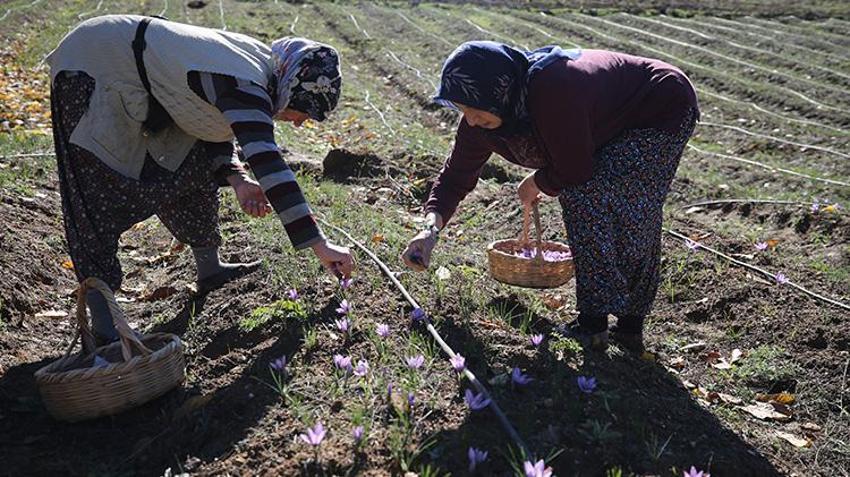 100 gramı 60 bin TL! Topraktan para fışkırıyor, bu bitkiyi eken hemen zengin oluyor, bir tutamı yetiyor