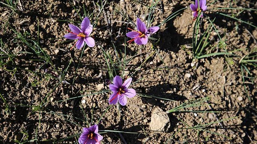 100 gramı 60 bin TL! Topraktan para fışkırıyor, bu bitkiyi eken hemen zengin oluyor, bir tutamı yetiyor