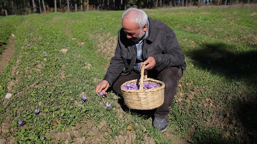 100 gramı 60 bin TL! Topraktan para fışkırıyor, bu bitkiyi eken hemen zengin oluyor, bir tutamı yetiyor