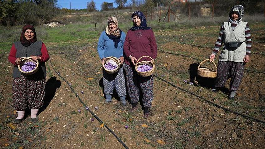 100 gramı 60 bin TL! Topraktan para fışkırıyor, bu bitkiyi eken hemen zengin oluyor, bir tutamı yetiyor