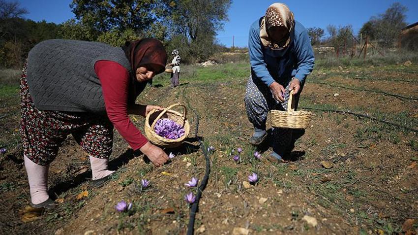 100 gramı 60 bin TL! Topraktan para fışkırıyor, bu bitkiyi eken hemen zengin oluyor, bir tutamı yetiyor
