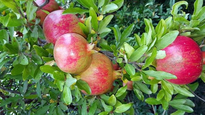 Dededen kalma yöntemlerle hazırlıyorlar! Litresi 500 lira! Pazarlarda kapış kapış satılıyor