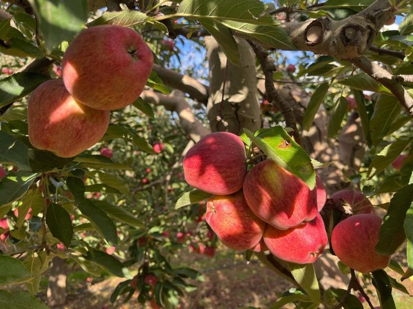 Denizli'nin gizli elma cenneti! 1100 rakımda rekor hasat başladı