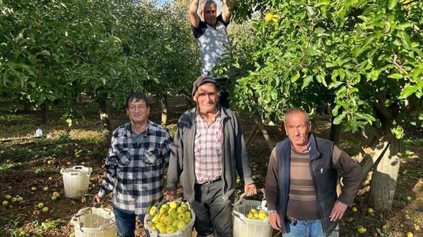 Denizli'nin gizli elma cenneti! 1100 rakımda rekor hasat başladı