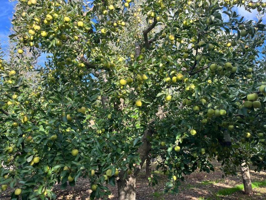 Denizli'nin gizli elma cenneti! 1100 rakımda rekor hasat başladı