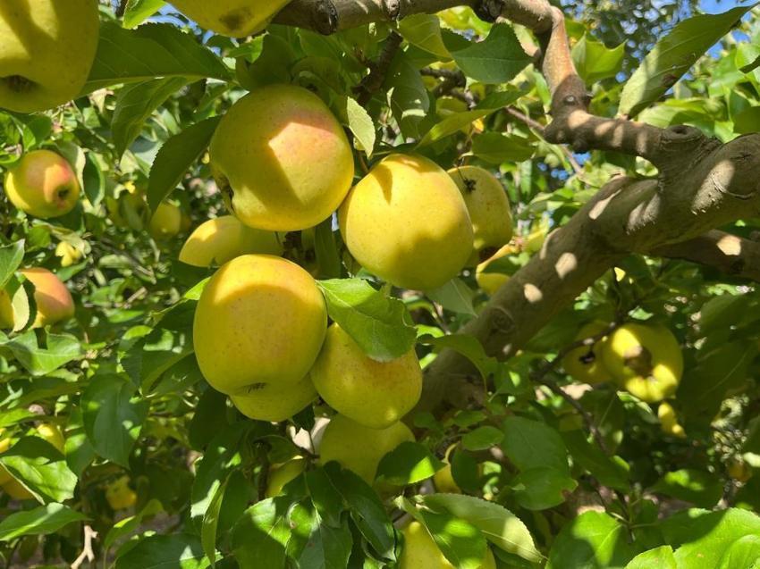 Denizli'nin gizli elma cenneti! 1100 rakımda rekor hasat başladı