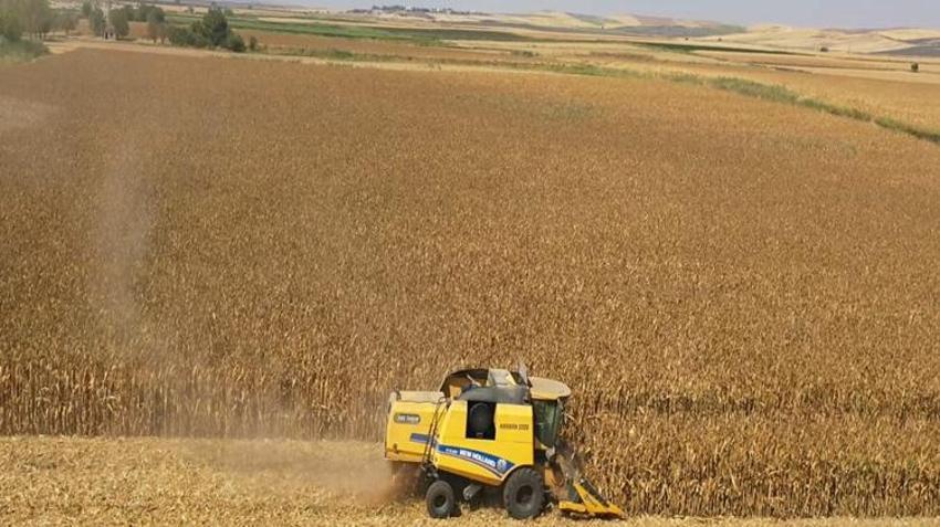 Hasat 3 dakika sürüyor! Üreticilere 233 tane hibe edildi: İş gücü azalıyor, maliyetler düşüyor