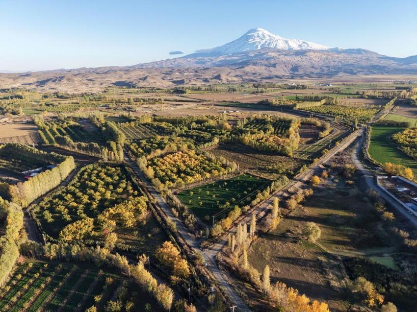 Ağrı Dağı eteklerinde renk şöleni! Iğdır İrem Bağları sonbaharla birlikte adeta tabloya dönüştü