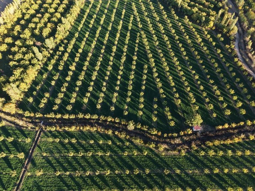 Ağrı Dağı eteklerinde renk şöleni! Iğdır İrem Bağları sonbaharla birlikte adeta tabloya dönüştü