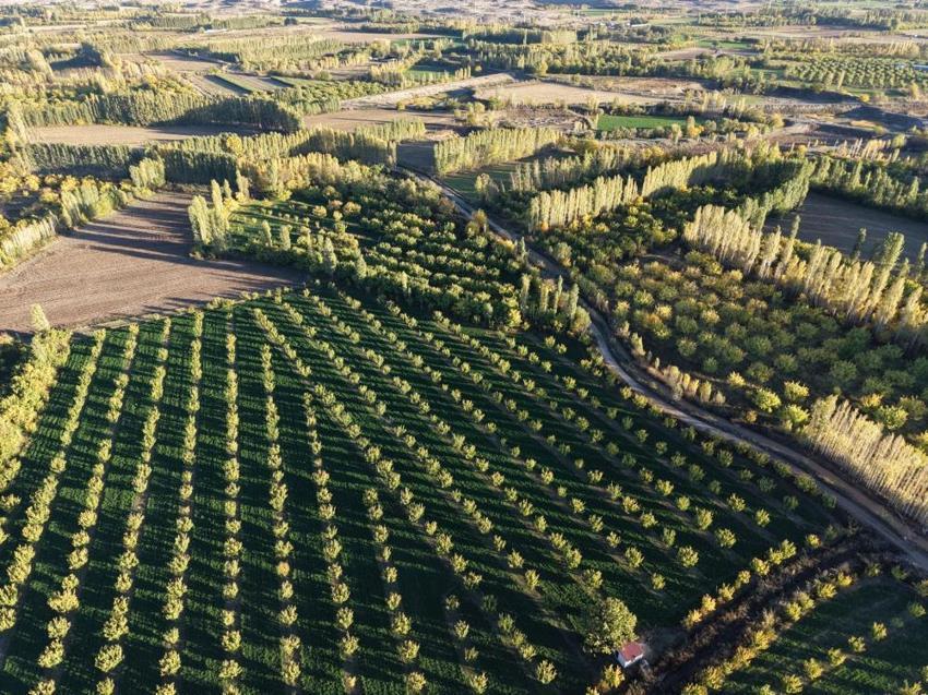 Ağrı Dağı eteklerinde renk şöleni! Iğdır İrem Bağları sonbaharla birlikte adeta tabloya dönüştü