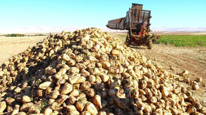 Eskişehir'de hasadı başladı! Tat ve üretim değeriyle kritik öneme sahip: Fabrikalar almak için sıraya girdi