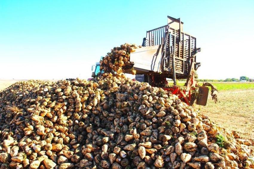 Eskişehir'de hasadı başladı! Tat ve üretim değeriyle kritik öneme sahip: Fabrikalar almak için sıraya girdi