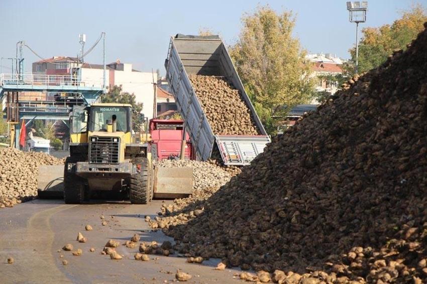 Eskişehir'de hasadı başladı! Tat ve üretim değeriyle kritik öneme sahip: Fabrikalar almak için sıraya girdi