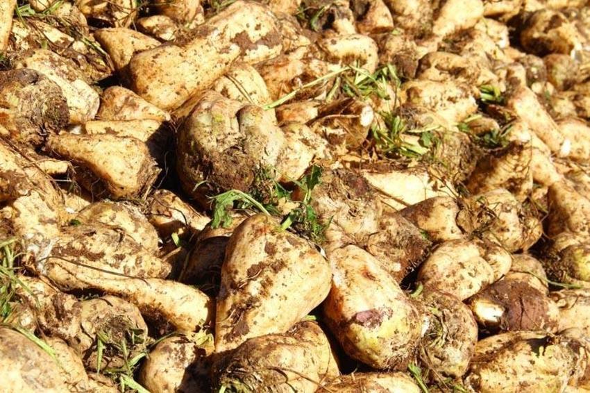 Eskişehir'de hasadı başladı! Tat ve üretim değeriyle kritik öneme sahip: Fabrikalar almak için sıraya girdi
