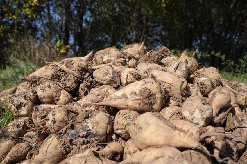 Eskişehir'de hasadı başladı! Tat ve üretim değeriyle kritik öneme sahip: Fabrikalar almak için sıraya girdi