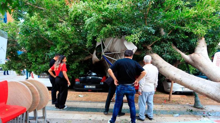 Antalya'da faciadan dönüldü: Devrilen ağacın altında kalmaktan son anda kurtuldular, 5 araçta büyük hasar oluştu