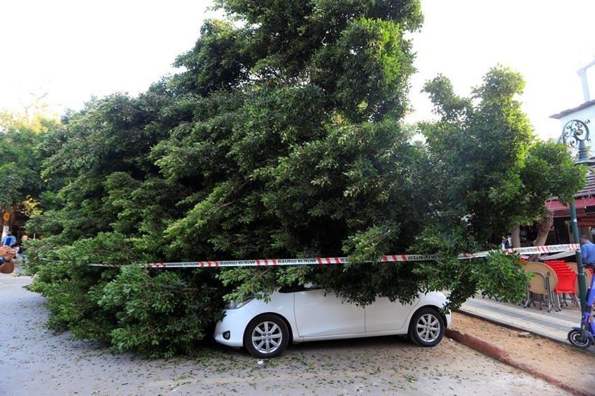 Antalya'da faciadan dönüldü: Devrilen ağacın altında kalmaktan son anda kurtuldular, 5 araçta büyük hasar oluştu