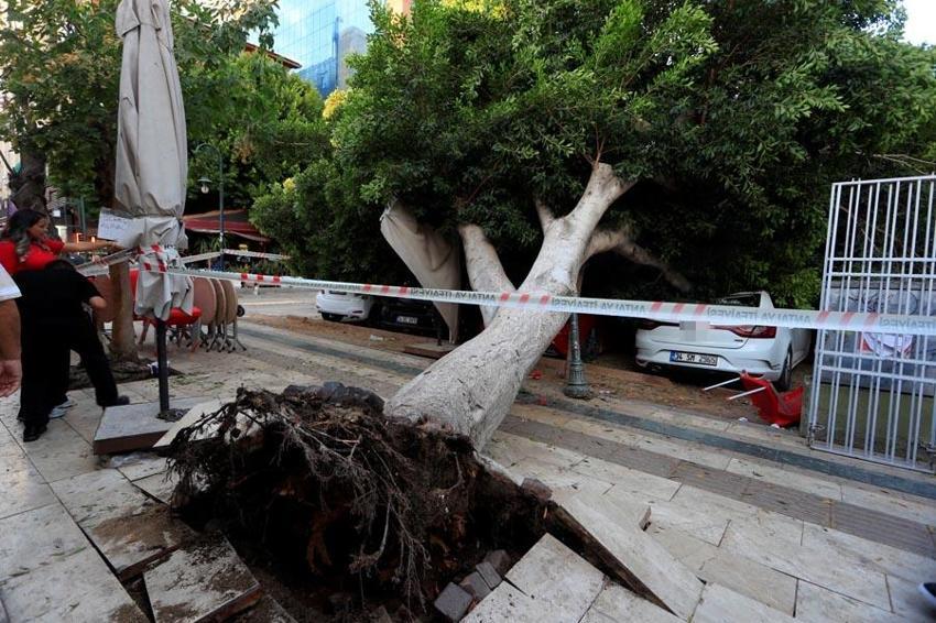 Antalya'da faciadan dönüldü: Devrilen ağacın altında kalmaktan son anda kurtuldular, 5 araçta büyük hasar oluştu