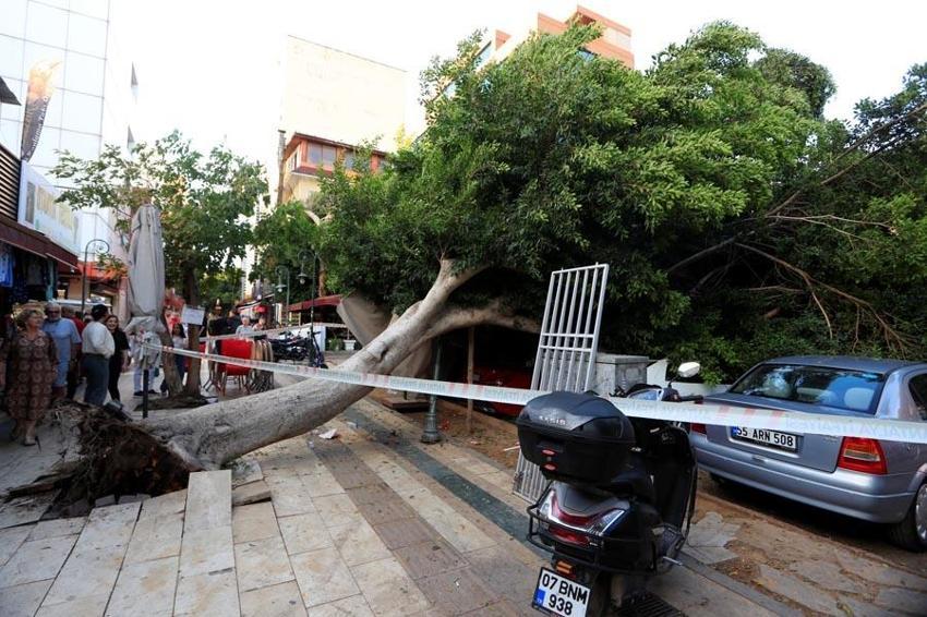 Antalya'da faciadan dönüldü: Devrilen ağacın altında kalmaktan son anda kurtuldular, 5 araçta büyük hasar oluştu