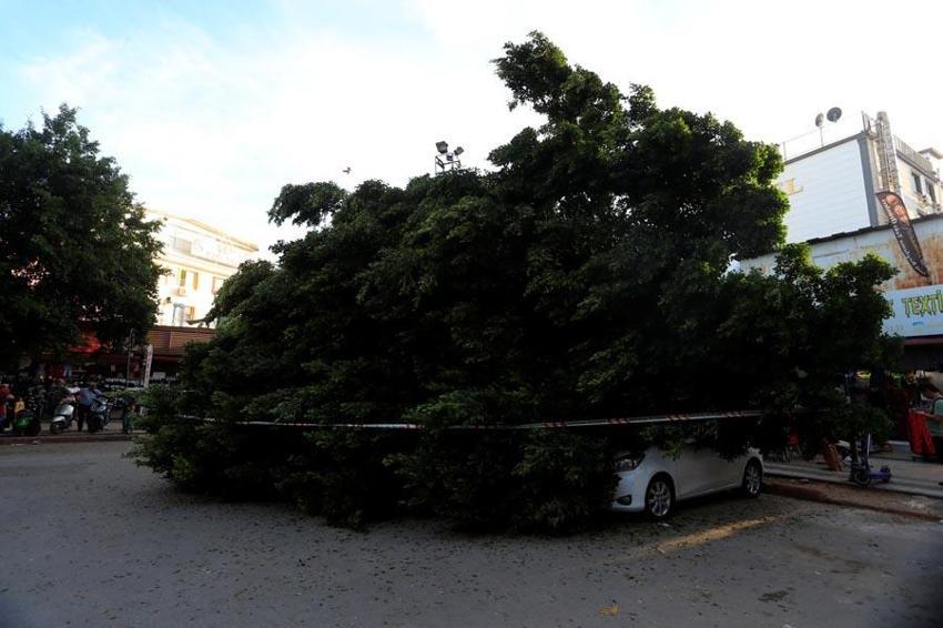 Antalya'da faciadan dönüldü: Devrilen ağacın altında kalmaktan son anda kurtuldular, 5 araçta büyük hasar oluştu