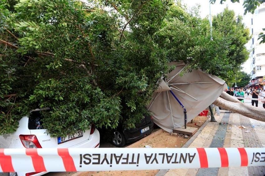 Antalya'da faciadan dönüldü: Devrilen ağacın altında kalmaktan son anda kurtuldular, 5 araçta büyük hasar oluştu
