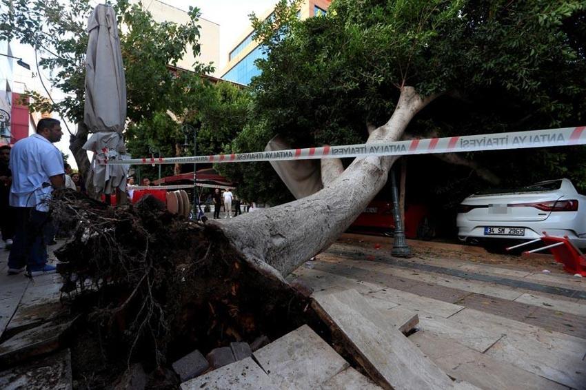Antalya'da faciadan dönüldü: Devrilen ağacın altında kalmaktan son anda kurtuldular, 5 araçta büyük hasar oluştu