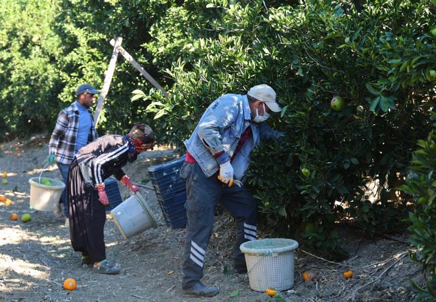 Adana'da hasat başladı! Verim yüzde 90 düştü: Bahçede kilosu 32 lira! Yurt dışına gönderiliyor