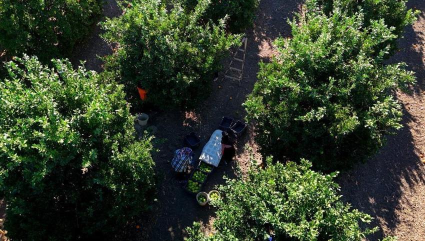 Adana'da hasat başladı! Verim yüzde 90 düştü: Bahçede kilosu 32 lira! Yurt dışına gönderiliyor