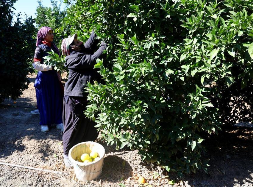 Adana'da hasat başladı! Verim yüzde 90 düştü: Bahçede kilosu 32 lira! Yurt dışına gönderiliyor
