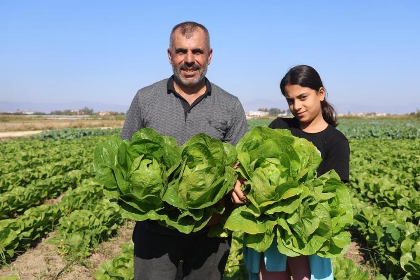 Yağmur yağdı, hasat 15 gün erken geldi: Tarladan sofraya fiyat farkı isyan ettirdi! 'Tarlada 25, markette 70 lira'