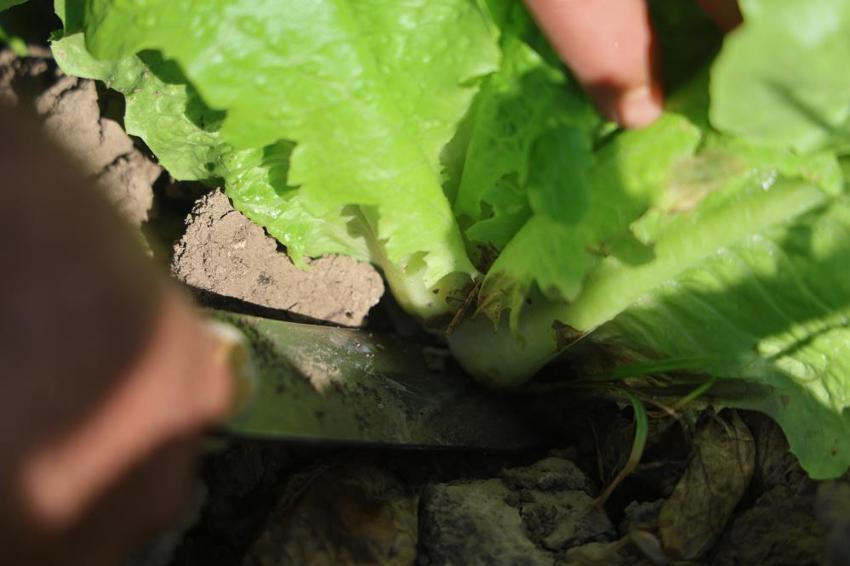 Yağmur yağdı, hasat 15 gün erken geldi: Tarladan sofraya fiyat farkı isyan ettirdi! 'Tarlada 25, markette 70 lira'