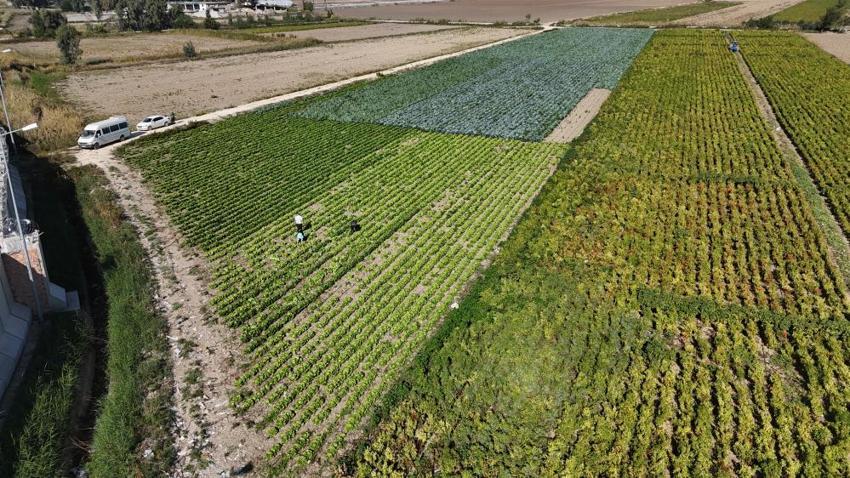 Yağmur yağdı, hasat 15 gün erken geldi: Tarladan sofraya fiyat farkı isyan ettirdi! 'Tarlada 25, markette 70 lira'