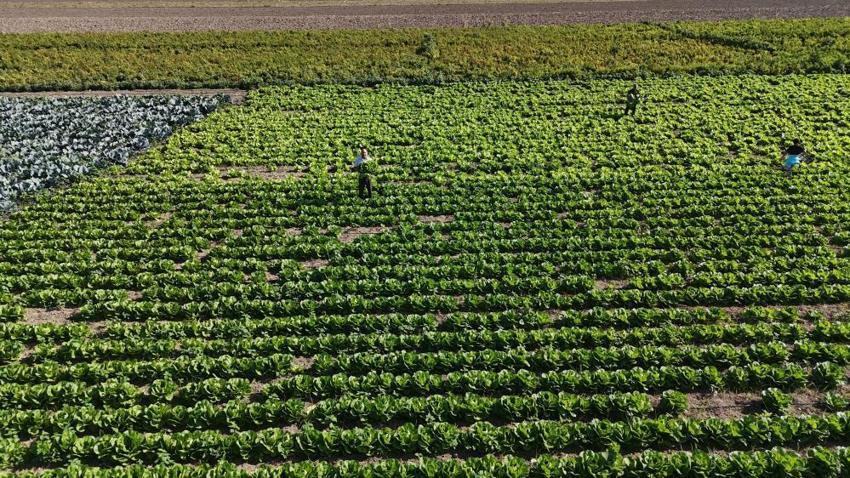 Yağmur yağdı, hasat 15 gün erken geldi: Tarladan sofraya fiyat farkı isyan ettirdi! 'Tarlada 25, markette 70 lira'