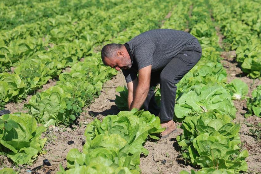Yağmur yağdı, hasat 15 gün erken geldi: Tarladan sofraya fiyat farkı isyan ettirdi! 'Tarlada 25, markette 70 lira'