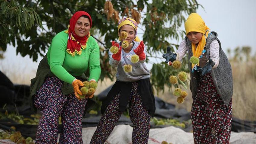 Memleketlerine dönüp çorak arazi satın aldılar! Ektikleri ürünle hayatları değişti: Şimdi 20 ülkeden sipariş yağıyor