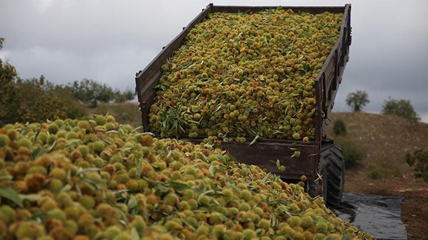 Memleketlerine dönüp çorak arazi satın aldılar! Ektikleri ürünle hayatları değişti: Şimdi 20 ülkeden sipariş yağıyor