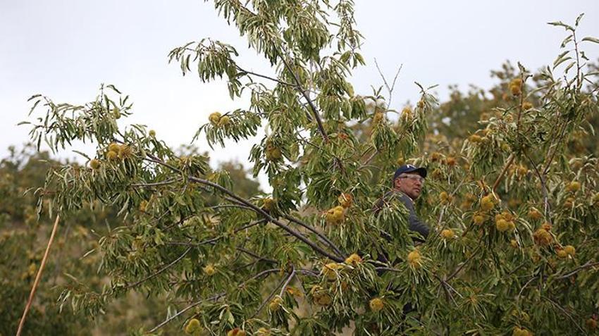 Memleketlerine dönüp çorak arazi satın aldılar! Ektikleri ürünle hayatları değişti: Şimdi 20 ülkeden sipariş yağıyor