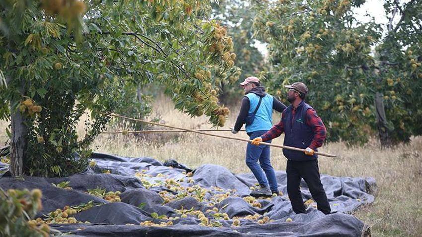Memleketlerine dönüp çorak arazi satın aldılar! Ektikleri ürünle hayatları değişti: Şimdi 20 ülkeden sipariş yağıyor