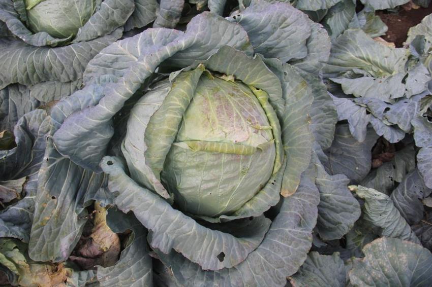 Dedesinden kalma yöntemi uyguladı, her biri 20 kiloya ulaştı! Sivas'ta eşi benzeri yok! Tek seferde 3 bin üretiyor