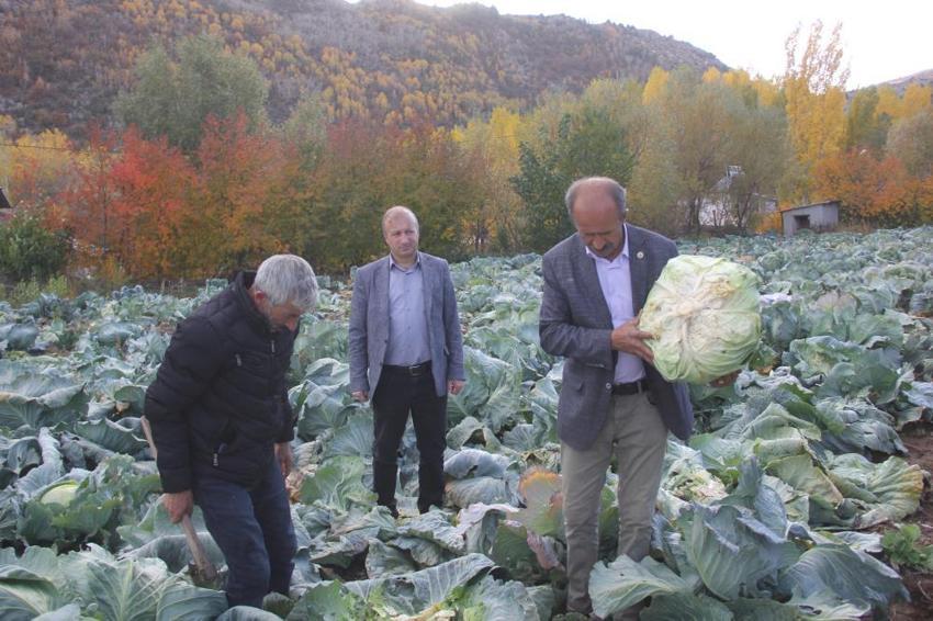Dedesinden kalma yöntemi uyguladı, her biri 20 kiloya ulaştı! Sivas'ta eşi benzeri yok! Tek seferde 3 bin üretiyor